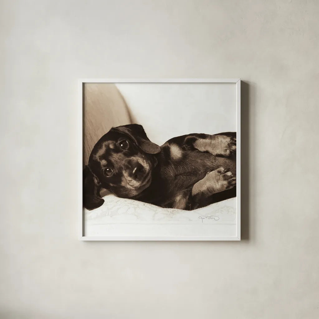 Dachshund Diva Crop by Jim Dratfield. Shown in a crisp white glass frame for a clean and minimalist style. Available as an archival giclee rolled canvas, fine art paper, or poster print. SKU 2638a.
