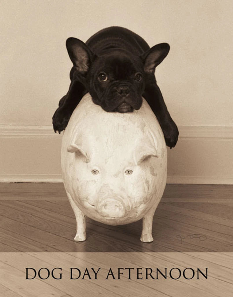 Dog Day Afternoon by Jim Dratfield