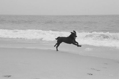 Follow Your Bliss by Jim Dratfield. SKU 19697i. Archival Giclee Fine art print for wall decor.