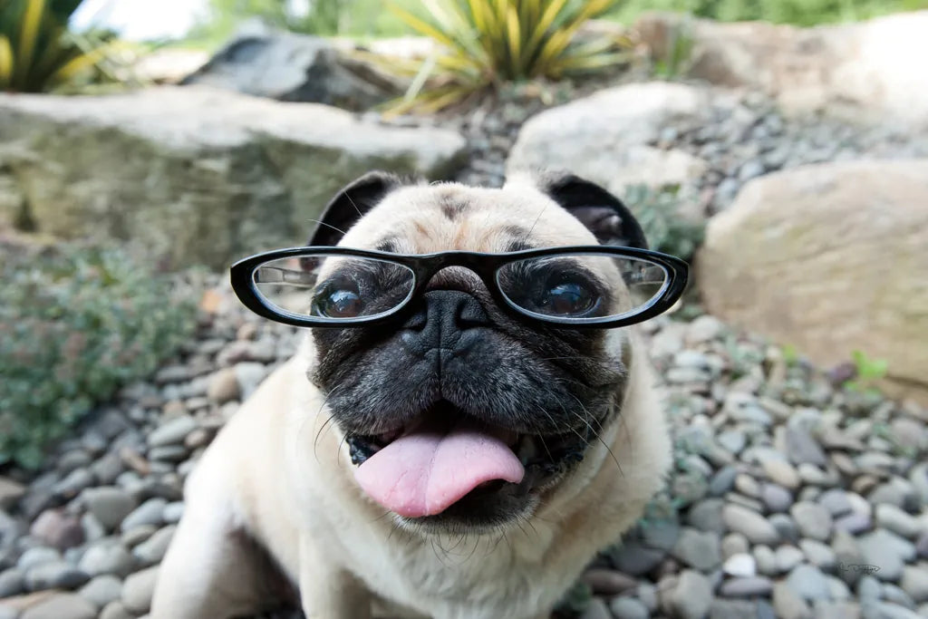 Four Eyes by Jim Dratfield. SKU 41093i. Archival Giclee Fine art print for wall decor.