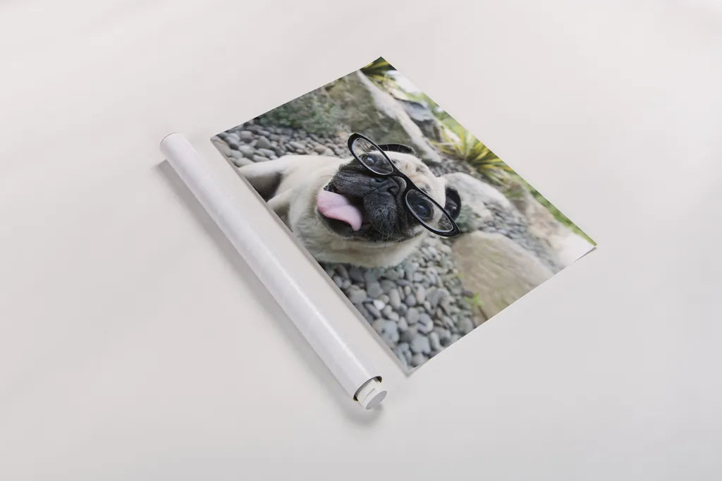 Four Eyes by Jim Dratfield. shown as a rolled paper print. Available as archival giclee rolled canvas, fine art paper, or poster print. SKU 41093i.