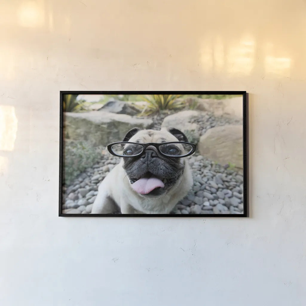 Four Eyes by Jim Dratfield. shown as a paper print in a black flame. Available as a archival giclee rolled canvas, fine art paper, or poster print. SKU 41093i.