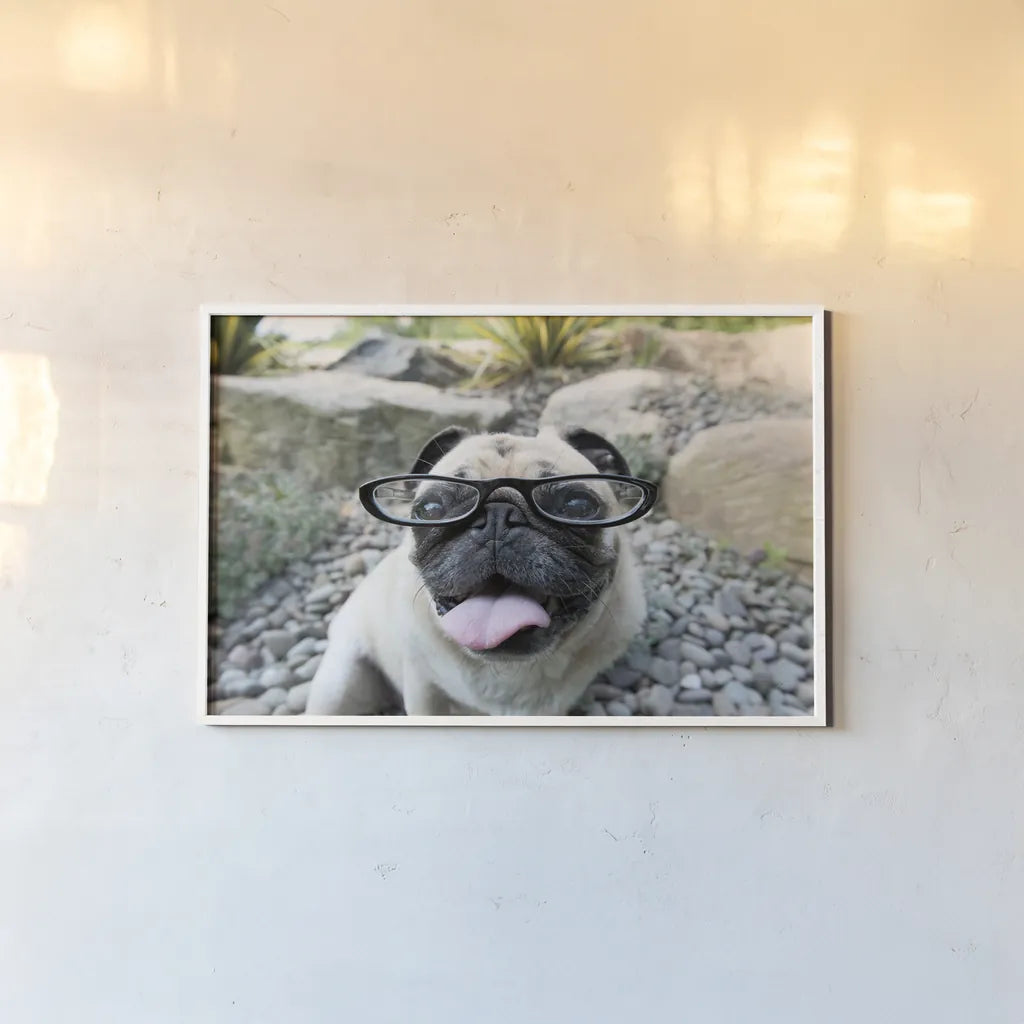 Four Eyes by Jim Dratfield. shown as a paper print in a white frame. Available as a archival giclee rolled canvas, fine art paper, or poster print. SKU 41093i.