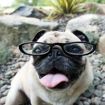 Four Eyes Crop by Jim Dratfield. SKU 41093a. Archival Giclee Fine art print for wall decor.