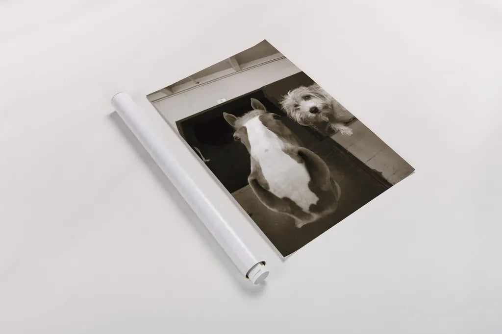 Hanging Out by Jim Dratfield. shown as a rolled paper print. Available as archival giclee rolled canvas, fine art paper, or poster print. SKU 25474h.