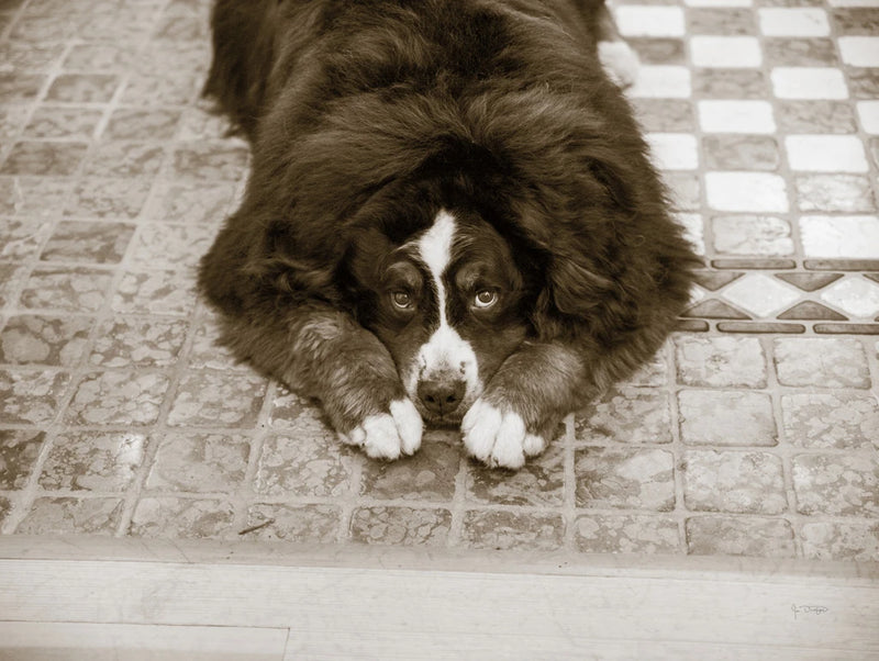 I Am Sorry by Jim Dratfield
