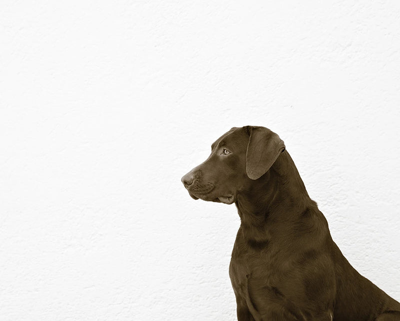 I See You by Jim Dratfield