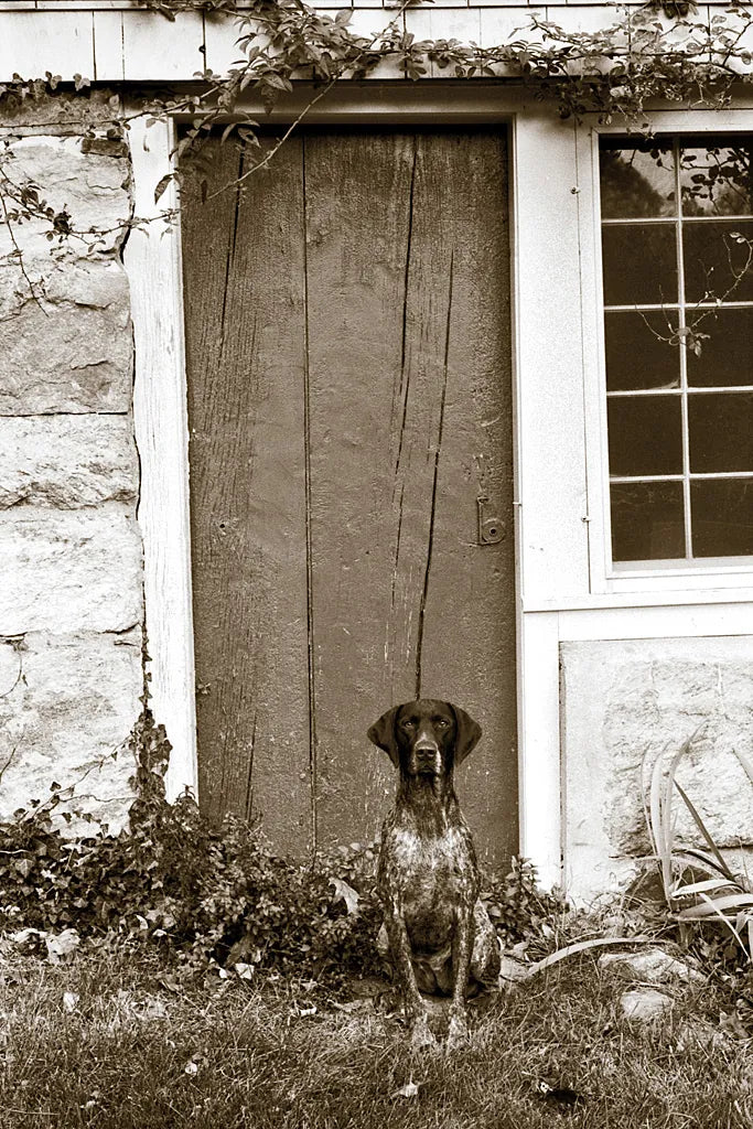 I am Home by Jim Dratfield. SKU 25486h. Archival Giclee Fine art print for wall decor.