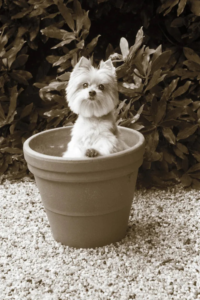 In the Garden by Jim Dratfield. SKU 25485h. Archival Giclee Fine art print for wall decor.