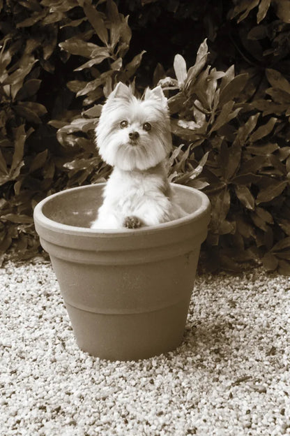 In the Garden by Jim Dratfield. SKU 25485h. Archival Giclee Fine art print for wall decor.