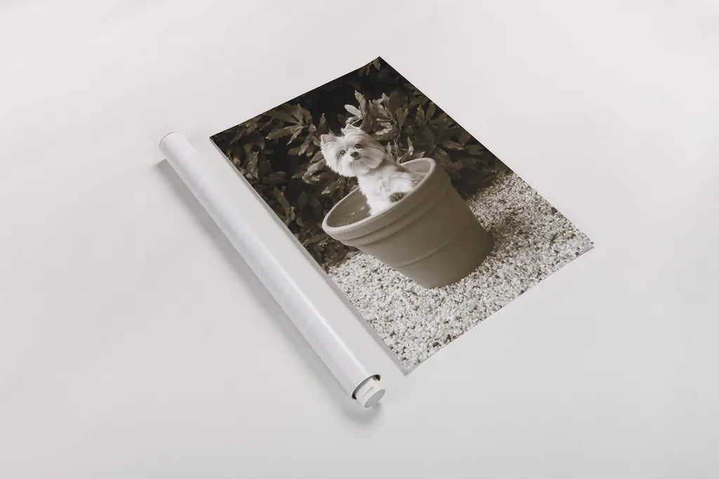 In the Garden by Jim Dratfield. shown as a rolled paper print. Available as archival giclee rolled canvas, fine art paper, or poster print. SKU 25485h.