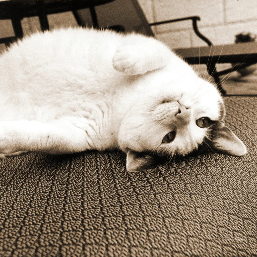 Kitty II Crop by Jim Dratfield. SKU 19692a. Archival Giclee Fine art print for wall decor.