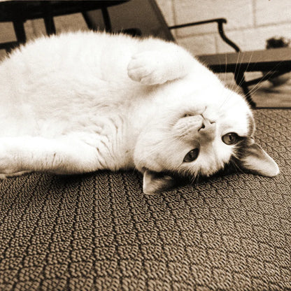 Kitty II Crop by Jim Dratfield. SKU 19692a. Archival Giclee Fine art print for wall decor.