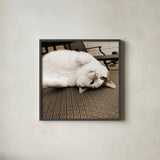 Kitty II Crop by Jim Dratfield. Shown in a sleek black glass frame for a contemporary gallery look. Available as an archival giclee rolled canvas, fine art paper, or poster print. SKU 19692a.