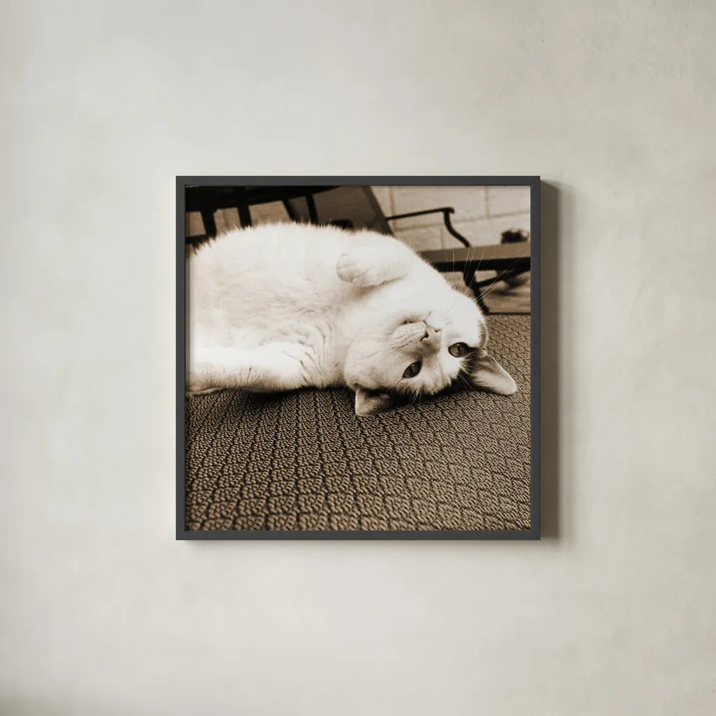 Kitty II Crop by Jim Dratfield. Shown in a sleek black glass frame for a contemporary gallery look. Available as an archival giclee rolled canvas, fine art paper, or poster print. SKU 19692a.