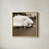 Kitty II Crop by Jim Dratfield. Shown in a natural wood glass frame for a timeless modern aesthetic. Available as an archival giclee rolled canvas, fine art paper, or poster print. SKU 19692a.