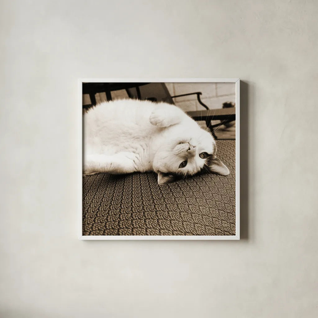 Kitty II Crop by Jim Dratfield. Shown in a crisp white glass frame for a clean and minimalist style. Available as an archival giclee rolled canvas, fine art paper, or poster print. SKU 19692a.