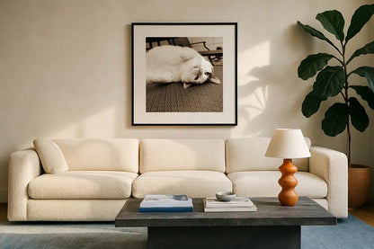 Kitty II Crop by Jim Dratfield. Displayed in a glass frame with matte in a clean modern living room. Available as an archival giclee rolled canvas, fine art paper, or poster print. SKU 19692a.