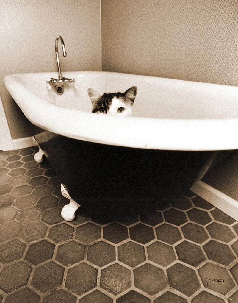 Kitty III by Jim Dratfield