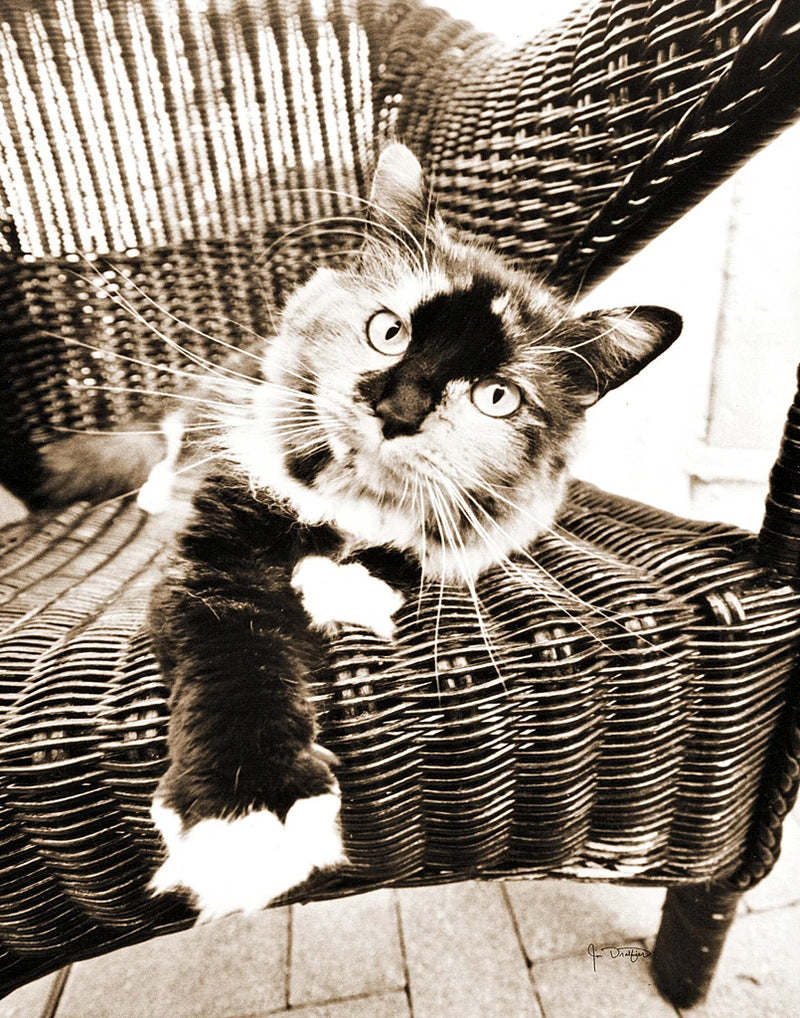 Kitty IV by Jim Dratfield