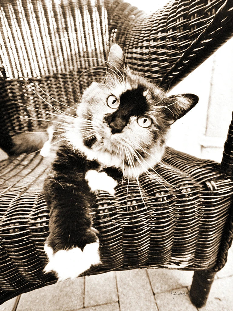 Kitty IV by Jim Dratfield