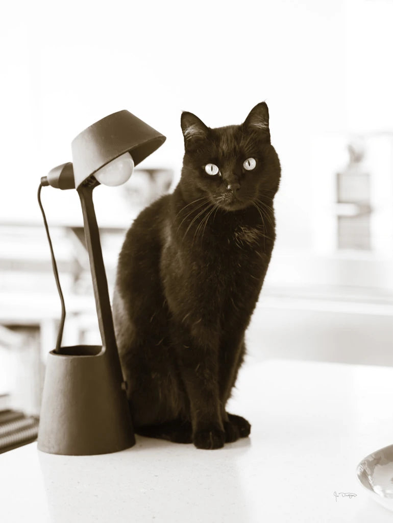 Lights Cat Action by Jim Dratfield