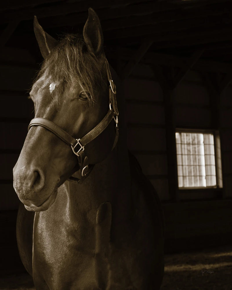 Out of the Shadows by Jim Dratfield