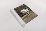 Pony Boy by Jim Dratfield. shown as a rolled paper print. Available as archival giclee rolled canvas, fine art paper, or poster print. SKU 16972h.
