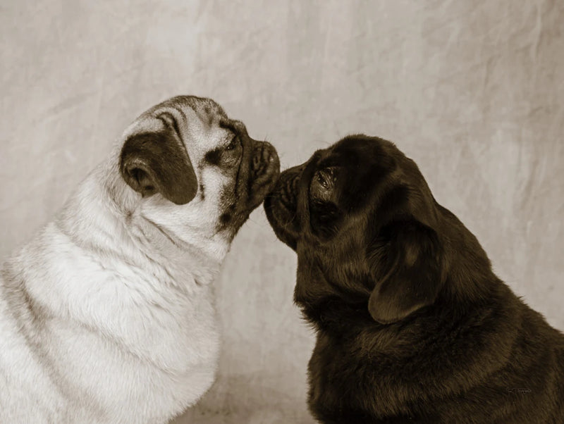 Pooch Smooch by Jim Dratfield