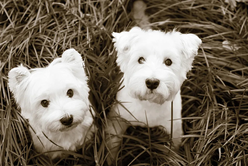 Such Cuties by Jim Dratfield. SKU 25483i. Archival Giclee Fine art print for wall decor.