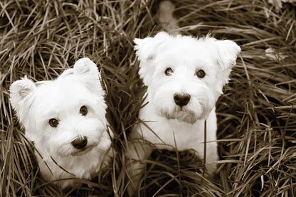 Such Cuties by Jim Dratfield. SKU 25483i. Archival Giclee Fine art print for wall decor.