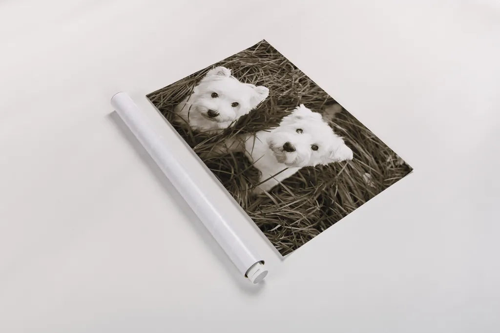 Such Cuties by Jim Dratfield. shown as a rolled paper print. Available as archival giclee rolled canvas, fine art paper, or poster print. SKU 25483i.