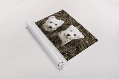 Such Cuties by Jim Dratfield. shown as a rolled paper print. Available as archival giclee rolled canvas, fine art paper, or poster print. SKU 25483i.