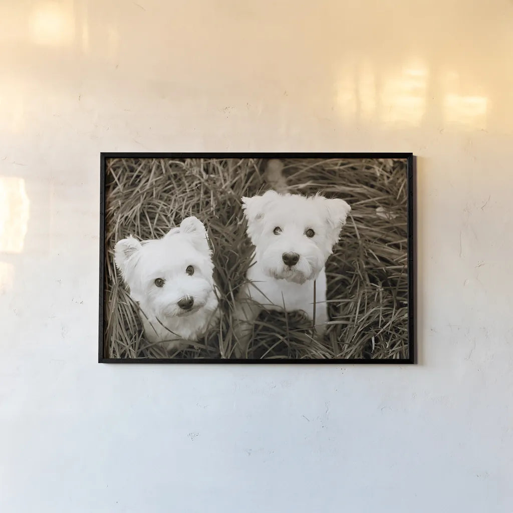 Such Cuties by Jim Dratfield. shown as a paper print in a black flame. Available as a archival giclee rolled canvas, fine art paper, or poster print. SKU 25483i.