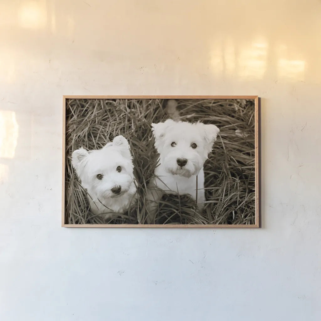 Such Cuties by Jim Dratfield. shown as a paper print in a natural frame. Available as a archival giclee rolled canvas, fine art paper, or poster print. SKU 25483i.