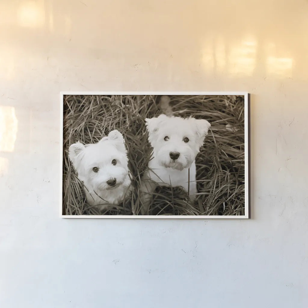 Such Cuties by Jim Dratfield. shown as a paper print in a white frame. Available as a archival giclee rolled canvas, fine art paper, or poster print. SKU 25483i.