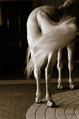 Swoosh by Jim Dratfield. SKU 25473h. Archival Giclee Fine art print for wall decor.