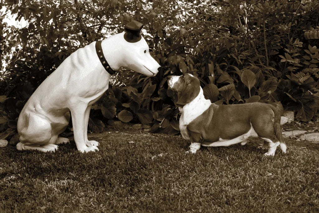 Want to Play by Jim Dratfield. SKU 25491i. Archival Giclee Fine art print for wall decor.