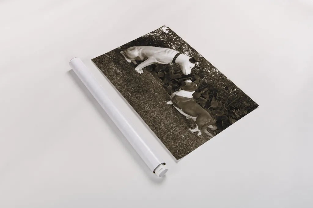 Want to Play by Jim Dratfield. shown as a rolled paper print. Available as archival giclee rolled canvas, fine art paper, or poster print. SKU 25491i.