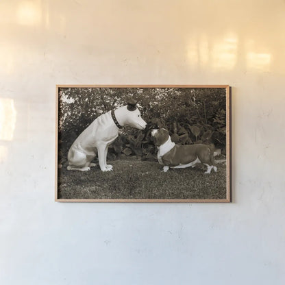 Want to Play by Jim Dratfield. shown as a paper print in a natural frame. Available as a archival giclee rolled canvas, fine art paper, or poster print. SKU 25491i.