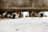 We See You v2 by Jim Dratfield. SKU 28688i. Archival Giclee Fine art print for wall decor.