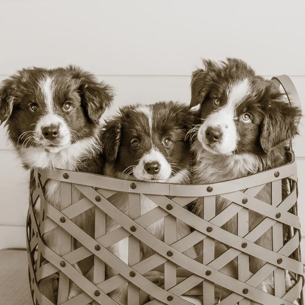 What a Cute Bundle Crop by Jim Dratfield. SKU 25479a. Archival Giclee Fine art print for wall decor.