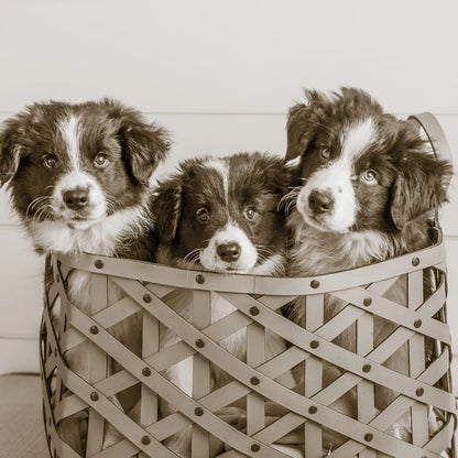 What a Cute Bundle Crop by Jim Dratfield. SKU 25479a. Archival Giclee Fine art print for wall decor.