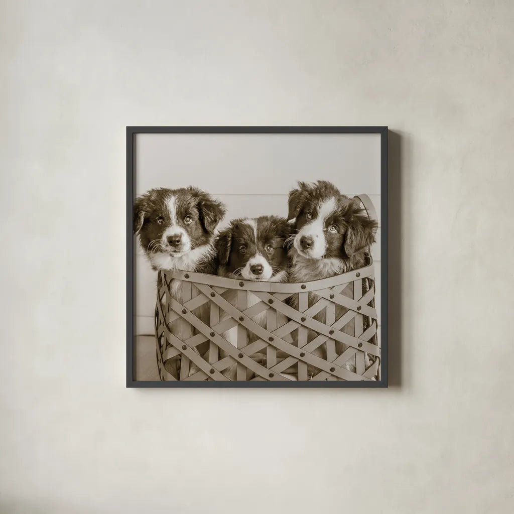 What a Cute Bundle Crop by Jim Dratfield. Shown in a sleek black glass frame for a contemporary gallery look. Available as an archival giclee rolled canvas, fine art paper, or poster print. SKU 25479a.