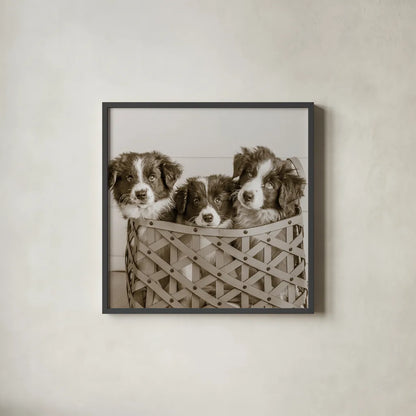 What a Cute Bundle Crop by Jim Dratfield. Shown in a sleek black glass frame for a contemporary gallery look. Available as an archival giclee rolled canvas, fine art paper, or poster print. SKU 25479a.