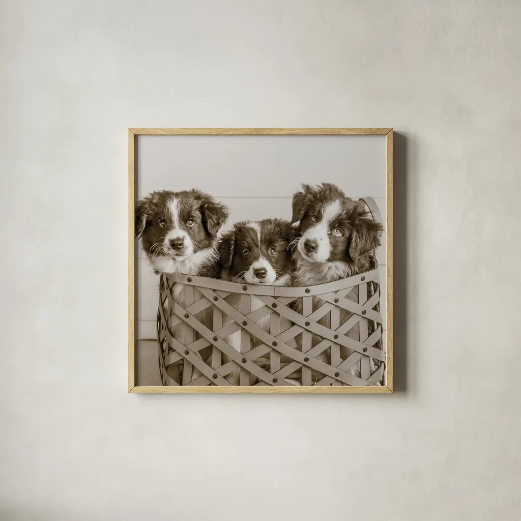 What a Cute Bundle Crop by Jim Dratfield. Shown in a natural wood glass frame for a timeless modern aesthetic. Available as an archival giclee rolled canvas, fine art paper, or poster print. SKU 25479a.