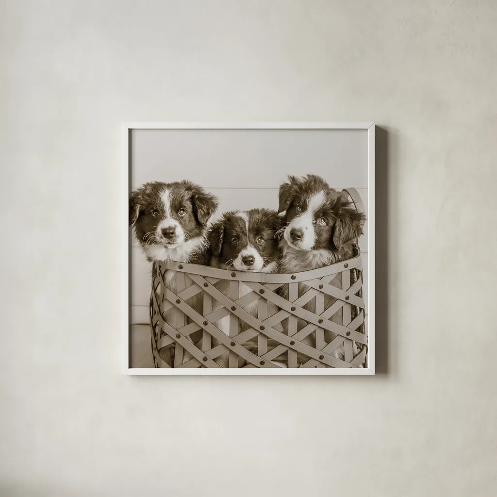 What a Cute Bundle Crop by Jim Dratfield. Shown in a crisp white glass frame for a clean and minimalist style. Available as an archival giclee rolled canvas, fine art paper, or poster print. SKU 25479a.