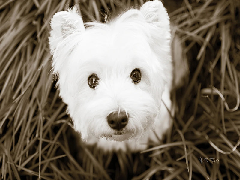 What a Cutie by Jim Dratfield