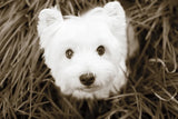 What a Cutie by Jim Dratfield. SKU 25478i. Archival Giclee Fine art print for wall decor.