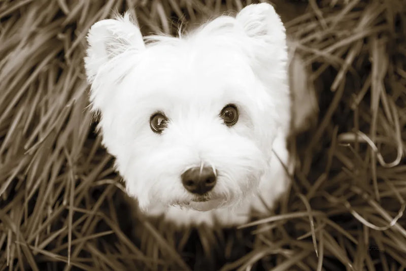 What a Cutie by Jim Dratfield. SKU 25478i. Archival Giclee Fine art print for wall decor.